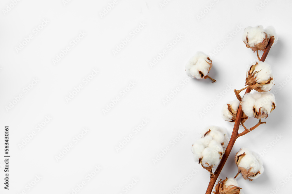Dried cotton branch with fluffy flowers on white background, flat lay. Space for text