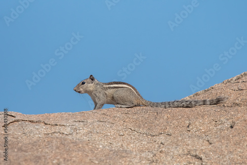 Indian palm squirrel or three-striped palm squirrel or Funambulus palmarum or observed in Hampi in Karnataka, India