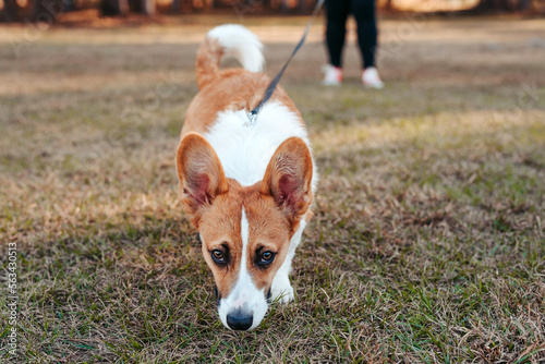 Portrait of young welsh corgi dog outdoors with owner. dog at a park, red corgi walking on leash with owner at a park.