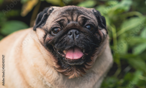 Pug dog with an open mouth and his tongue sticking out and sitting in the grass of the forest on a sunny day. © Anton Dios
