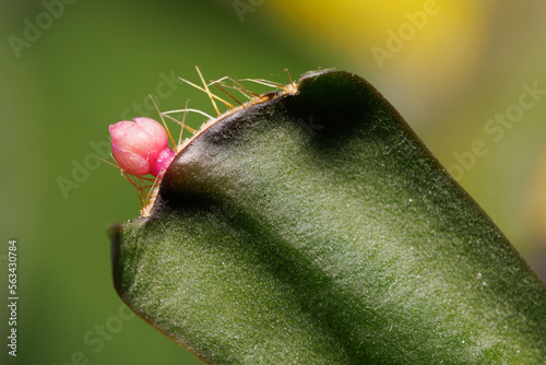 Small Christmas cactus Schlumbergera flowers