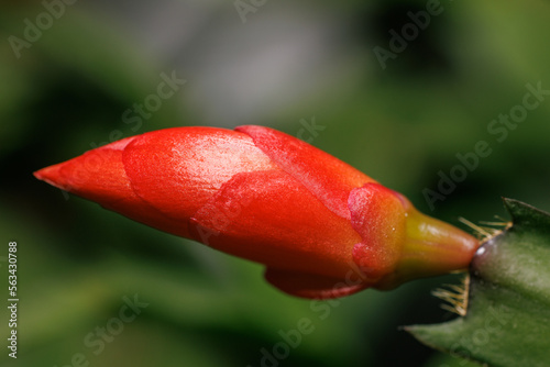 Small Christmas cactus Schlumbergera flowers
