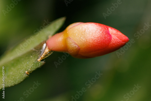 Small Christmas cactus Schlumbergera flowers