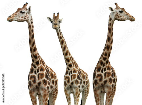 Group of cute giraffes on white background