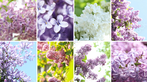 Collage with photos of beautiful lilac flowers