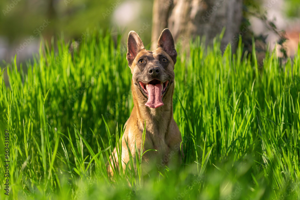 Funny smiling dog of belgian malinois breed sitting in the green grass at sun outdoors Funny smiling dog of belgian malinois breed sitting in the green grass at sun outdoors