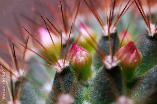 Closeup of Mammillaria cactus flower