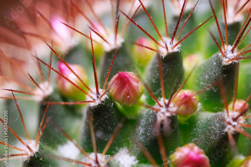 Closeup of Mammillaria cactus flower