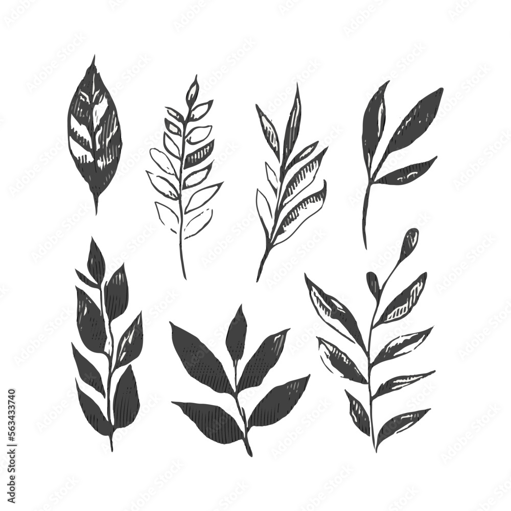 Art collection of natural floral herbal leaves flowers in silhouette style. Decorative beauty elegant illustration for hand drawn floral design
