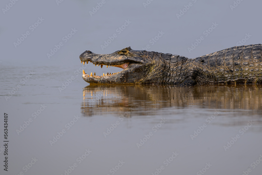 Caiman with open mouth sunbathing in the river, closeup portrait in Pantanal, Brazil