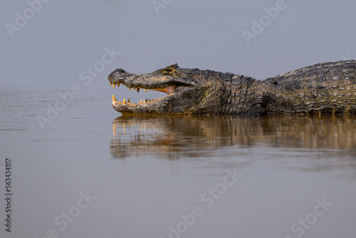 Caiman with open mouth sunbathing in the river, closeup portrait in Pantanal, Brazil
