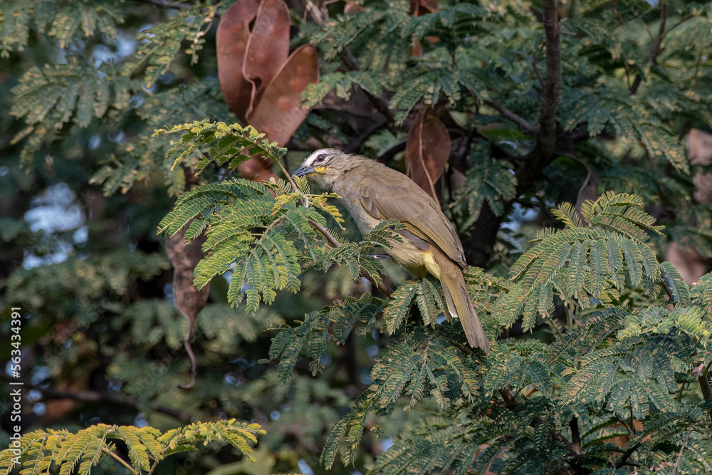 White-browed bulbul or Pycnonotus luteolus observed in Hampi in Karnataka India White-browed bulbul or Pycnonotus luteolus observed in Hampi in Karnataka India