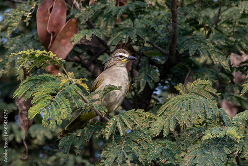 Cuadro en lienzo White-browed bulbul or Pycnonotus luteolus observed in Hampi in Karnataka India