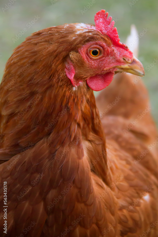 Close up of a brown and red chicken ; Profile of a chicken