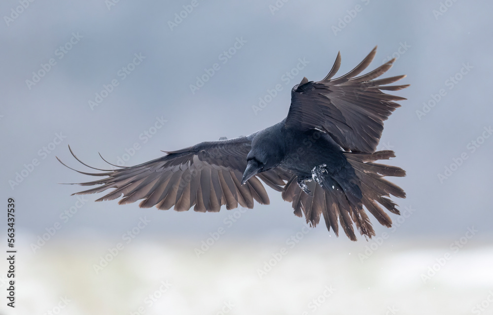Obraz premium Raven bird ( Corvus corax ) in flight