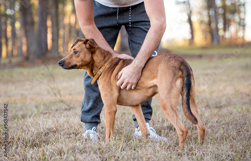 Fotografía Dog being loved and petted by owner