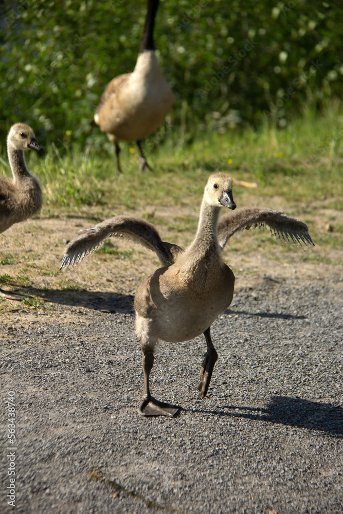 Little baby Canada goose walking on the road with his wings open Little baby Canada goose walking on the road with his wings open