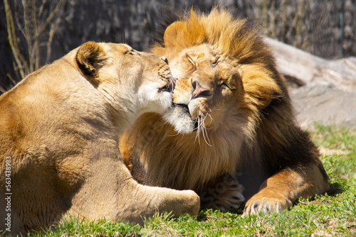 Close up of a couple of lions grooming and kissing