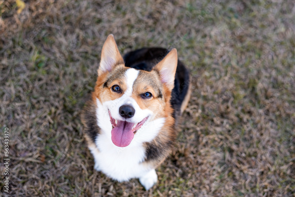 Portrait of Corgi dogs looking up
Portrait of Corgi dogs looking up