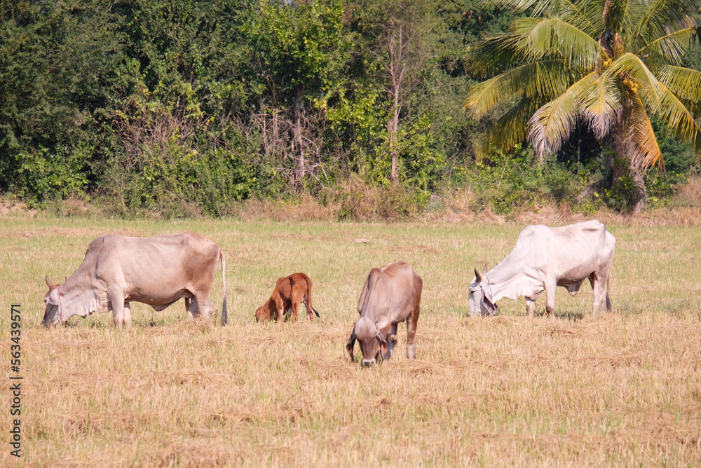 Cows are eating grass in the meadow. Cows are eating grass in the meadow.