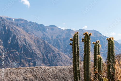 cactus in the colca canyon photo