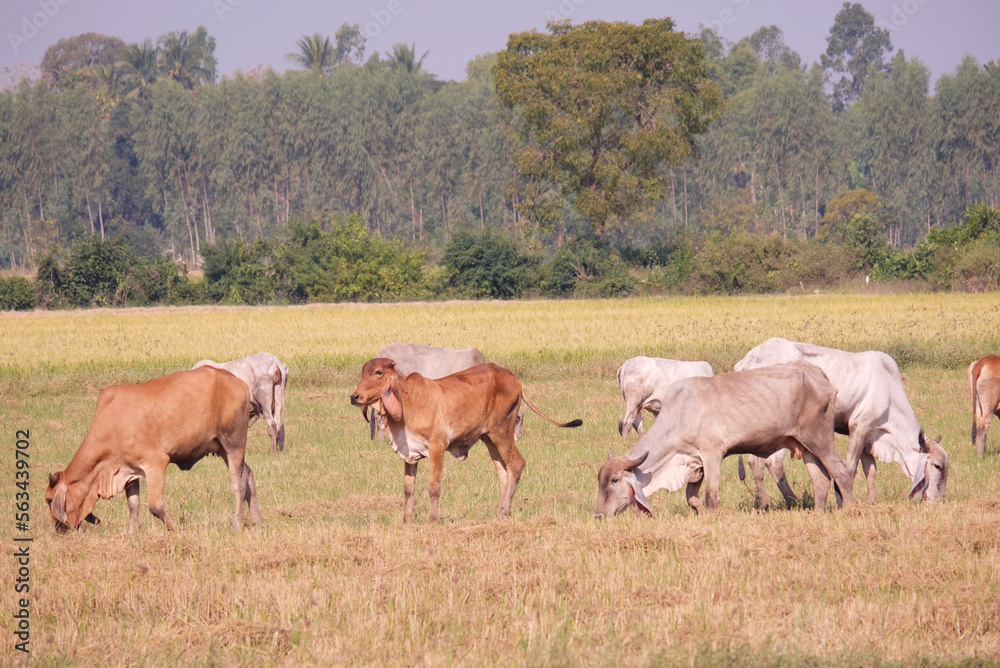 Cows are eating grass in the meadow. Cows are eating grass in the meadow.