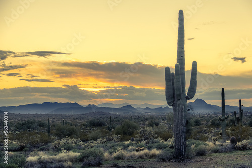 Sunset in the Sonoran Desert of Arizona with mountains and saguaro cacti and other desert vegetation.