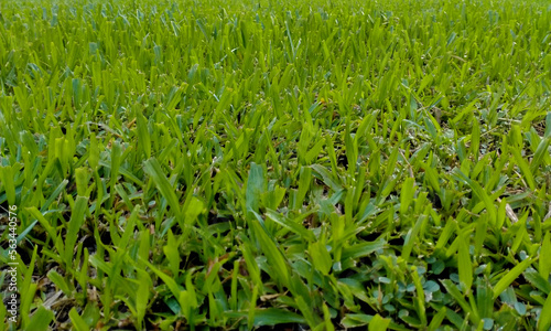 Lawn in the garden on a rainy day