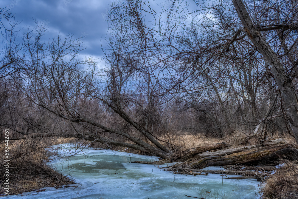 Fallen tree in frozen river