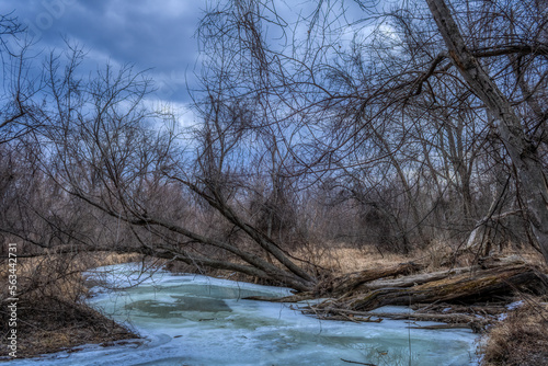 Fallen tree in frozen river © DavidMohn