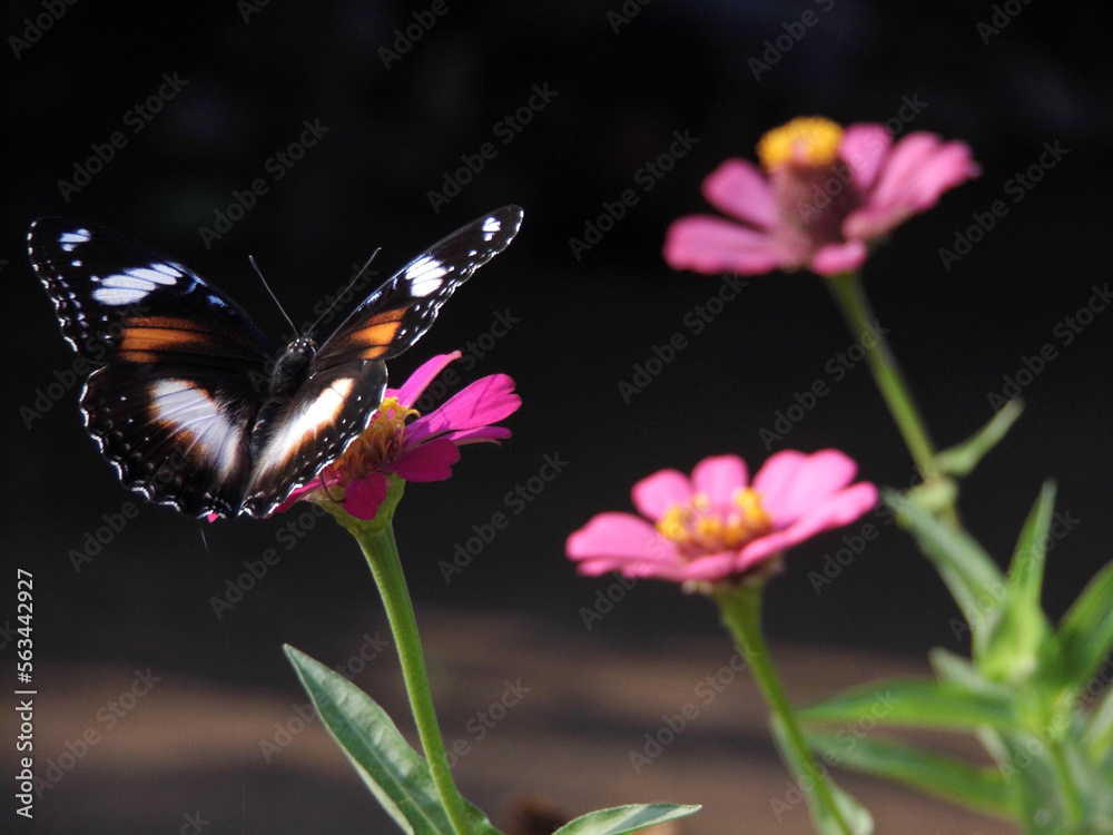 Fototapeta premium butterfly