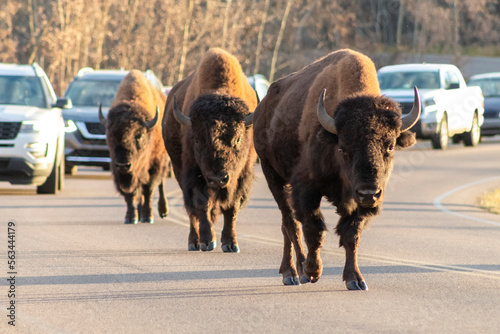 bison walking up middle of busy road causing traffic back up of many cars photo