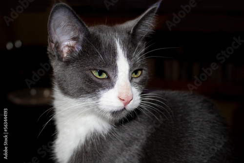 grey and white cat portrait