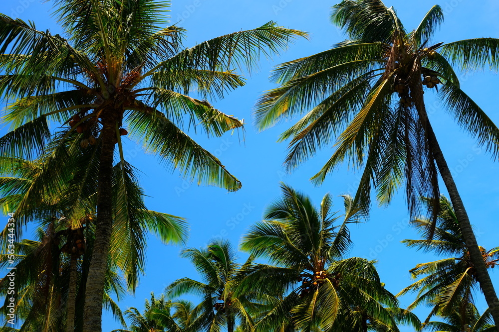 Obraz premium Palms
