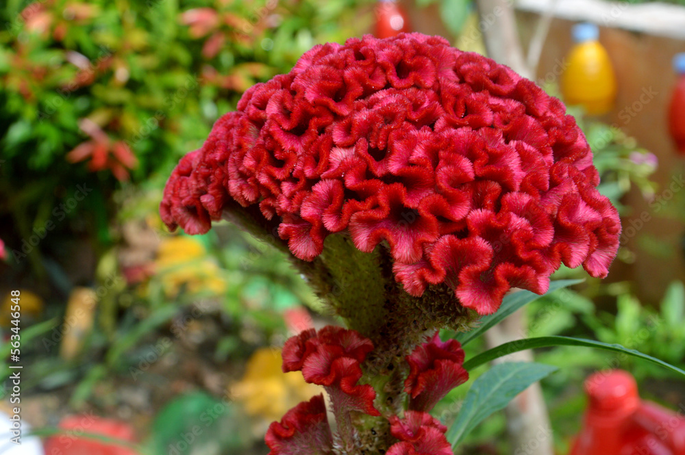 flower crested chicken flower crested chicken