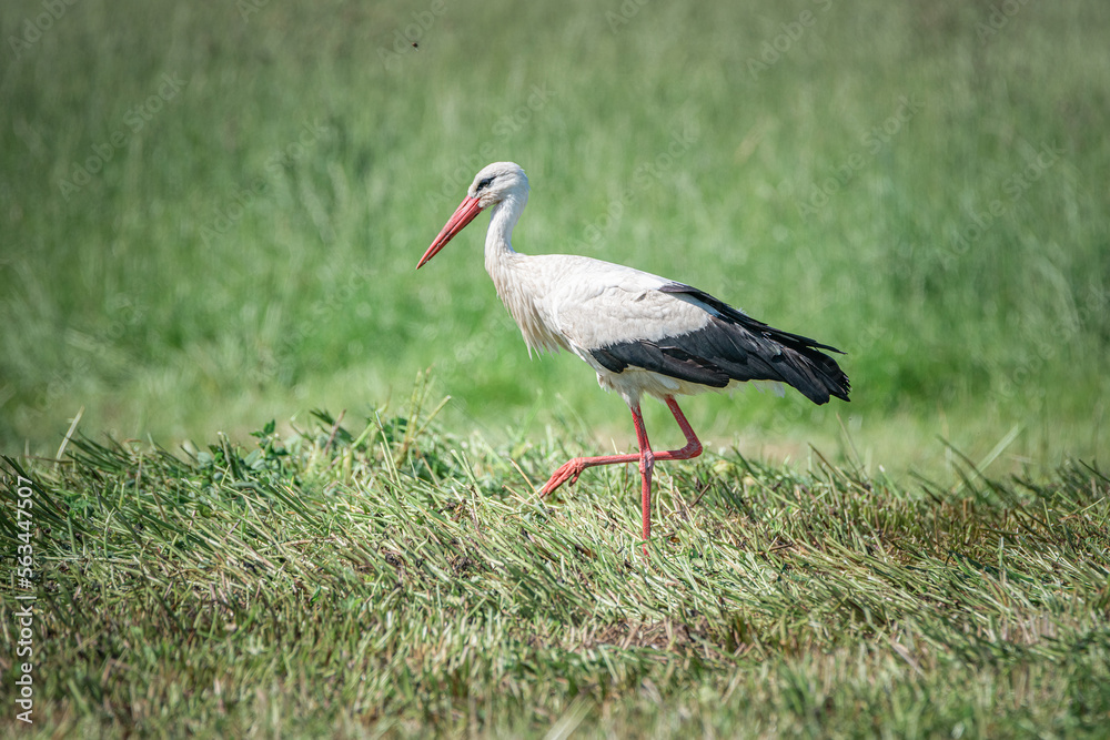 A beautiful white stork in a field on a summer day. A beautiful white stork in a field on a summer day.