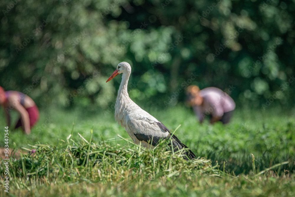 Fototapeta premium A beautiful white stork in a field on a summer day.