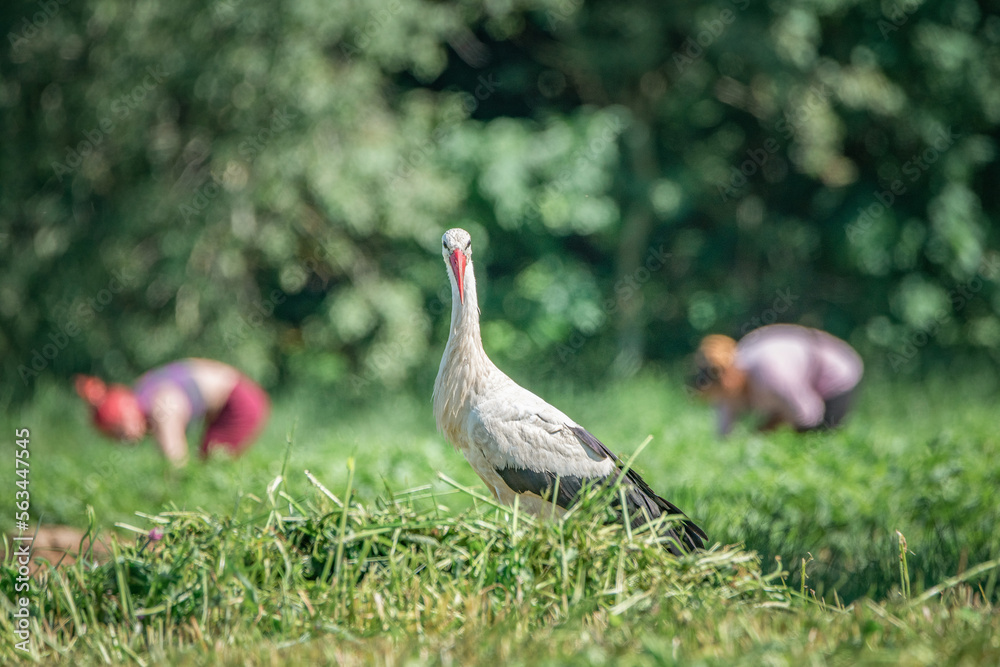 Fototapeta premium A beautiful white stork in a field on a summer day.