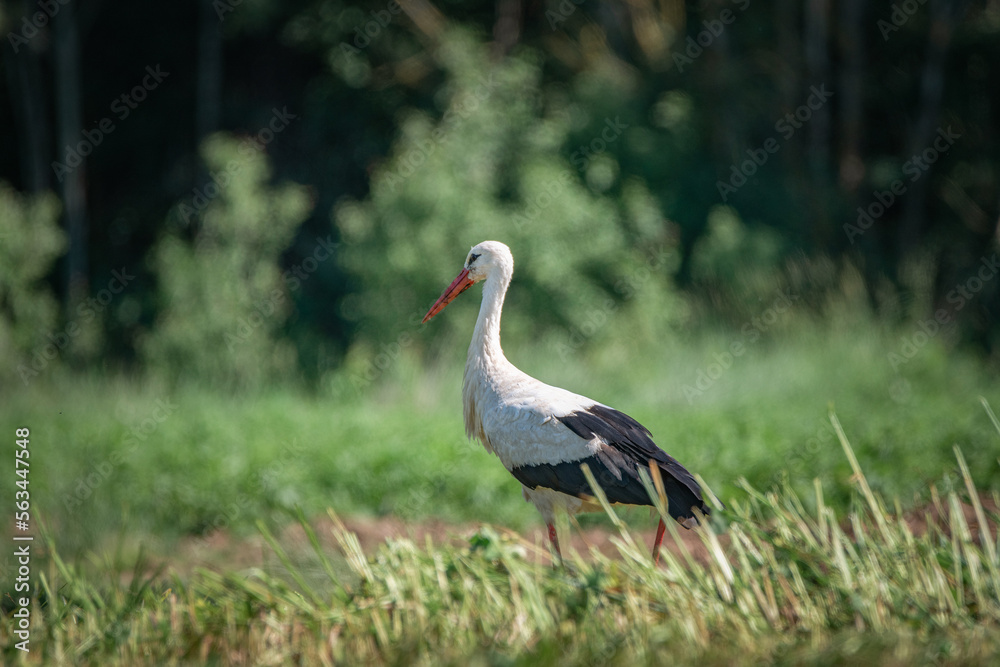 Fototapeta premium A beautiful white stork in a field on a summer day.
