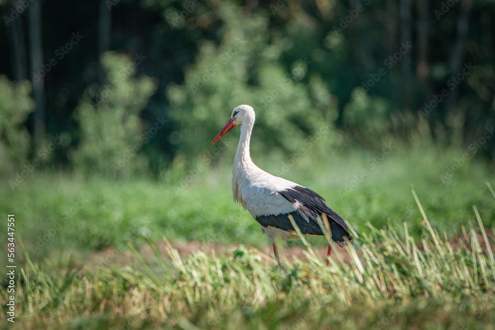 Fototapeta premium A beautiful white stork in a field on a summer day.