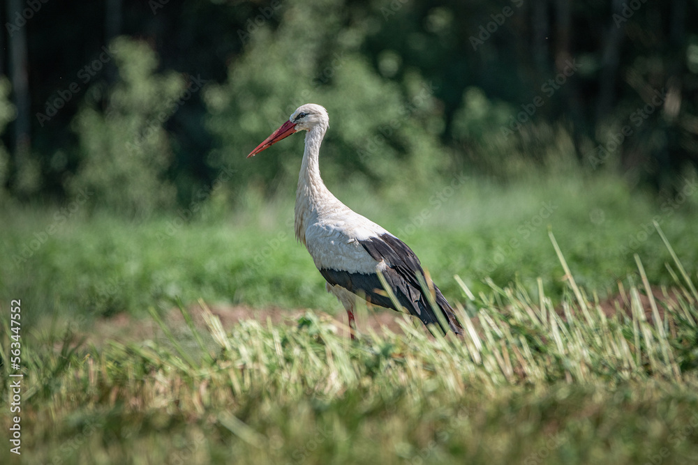 Fototapeta premium A beautiful white stork in a field on a summer day.