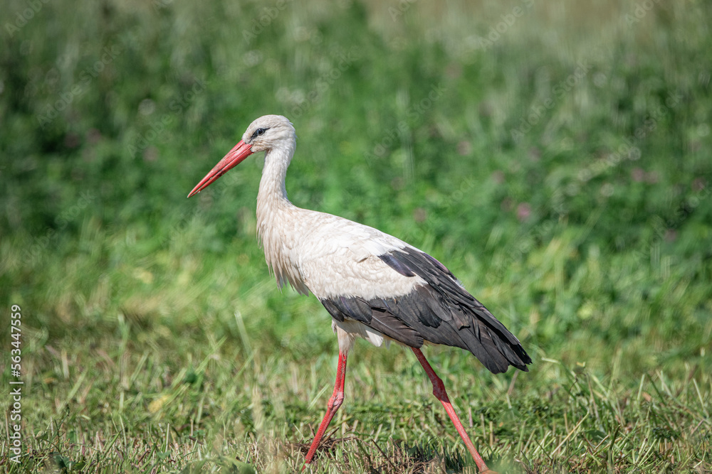Fototapeta premium A beautiful white stork in a field on a summer day.