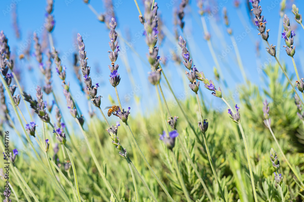 Lavender flowers and bee close-up, clear beautiful blue sky. Spting, Summer, floral background