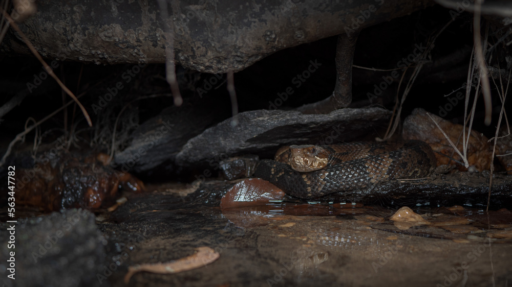 Cottonmouth Snake (Agkistrodon piscivorus) Cottonmouth Snake (Agkistrodon piscivorus)