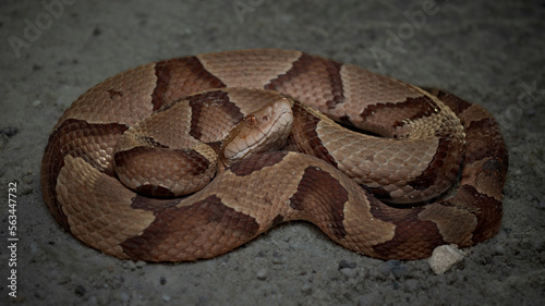 Copperhead snake (Agkistrodon contortrix)