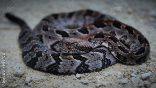 Baby Canebrake Rattlesnake (Crotalus horridus)
