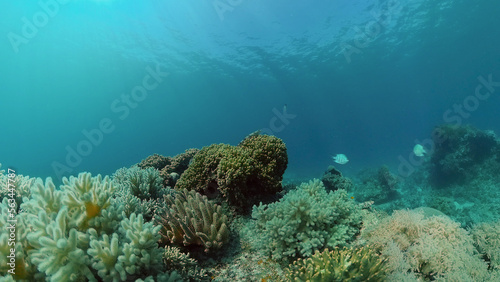 Tropical colourful underwater seascape.The underwater world with colored fish and a coral reef. Philippines.