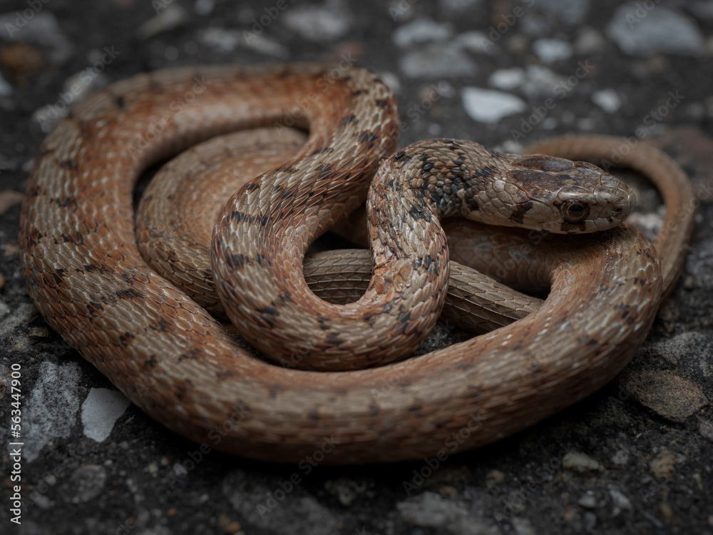 Storeria dekayi (Storeria dekayi) Storeria dekayi (Storeria dekayi)