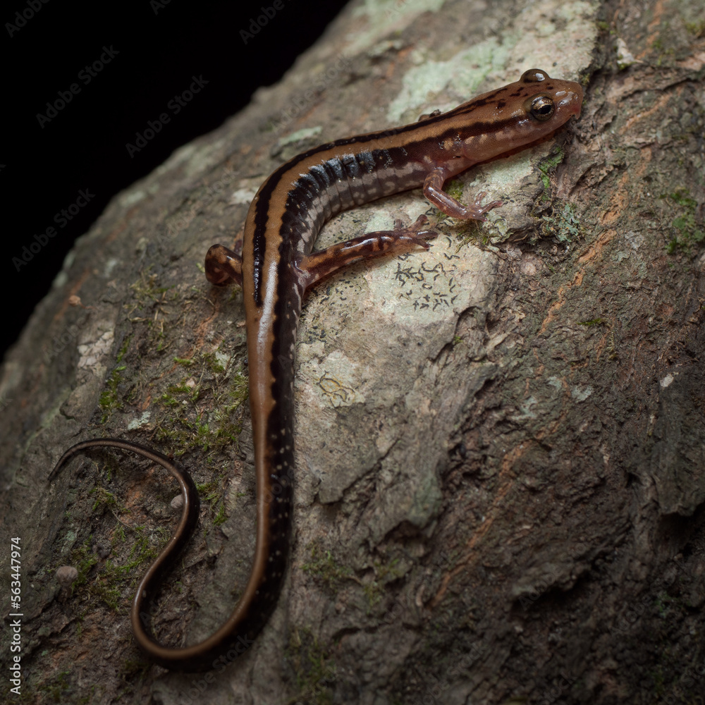 Three-lined salamander (Eurycea guttolineata) Three-lined salamander (Eurycea guttolineata)