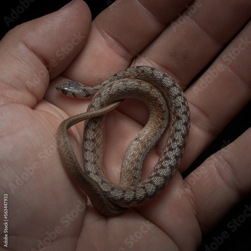 Storeria dekayi (Storeria dekayi) in hand